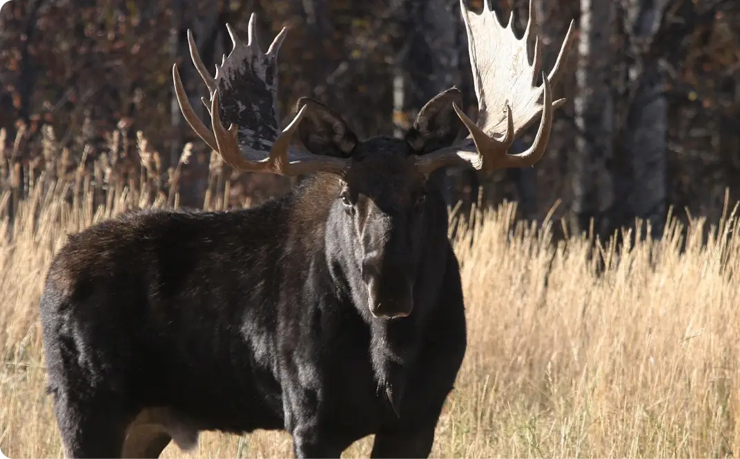 Moose - The R&K Hunting Co.